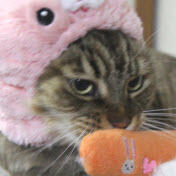 さかきなおもとの画像